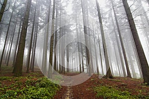 Conifer forest in fog