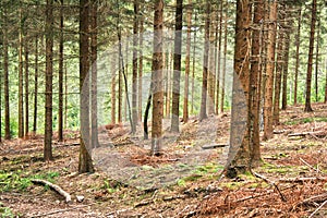 Conifer forest hdr