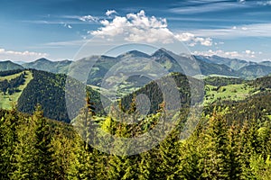 Conifer in forest and high hills at background