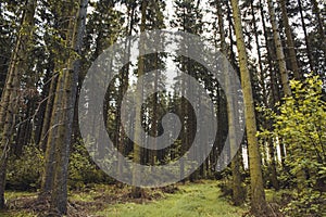 Conifer forest. Idyllic scenery at Rothaar Mountains in Northrhine-Westphalia  Germany