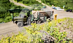 Conifer. Forest industry. Wheel-mounted loader, timber grab. Felling trees,cut trees, fir, fir tree, forest cutting area