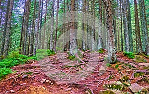 Conifer forest on the slope of Mount Hoverla, Carpathians, Ukraine