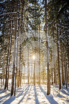 Conifer Forest in Winter, Quebec, Canada