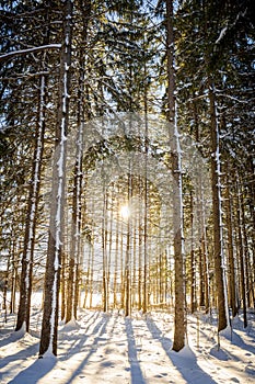 Conifer Forest in Winter, Quebec, Canada photo