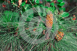 Conifer needles with cones
