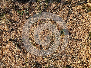 Conifer needles on the ground