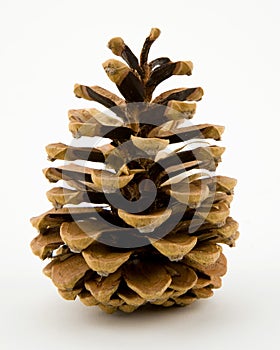 Conifer Pine Cone photo