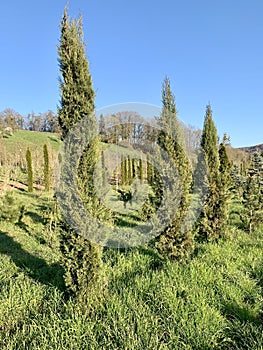 Thuja Smaragd in plant nursery photo