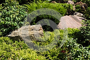 Conifer plants and bushes with leaves near stones