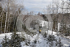 Conifer regrowth in part of the Canadian forest