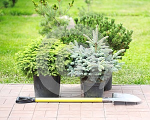 Conifer sapling trees in pots