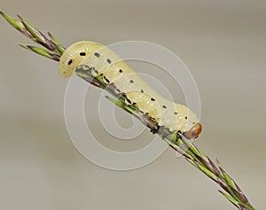 Conifer Sawfly Larvae