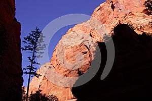 Conifer silhouetted in Kolob Canyon