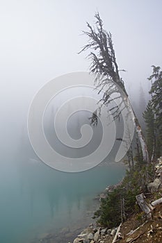 Conifer snag and morning mist