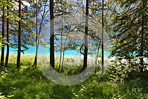 Conifer spruce (Picea abies) forest on the shore of Weissensee lake