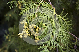 a close up of the immature seed cones. Thuja branch leaves with tiny cones