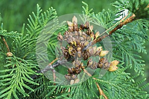 Conifer Thuja Orientalis: a close up of the immature seed cones. Thuja branch leaves with tiny cones