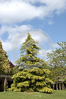 Conifer Tree