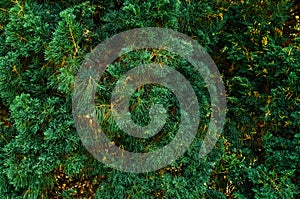 Conifer tree background leaf background, green pine tree leave