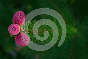 Conifer Tree Branch Blooming with Pink Cones photo