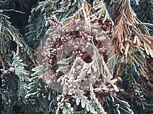 conifer tree with bumps and snow