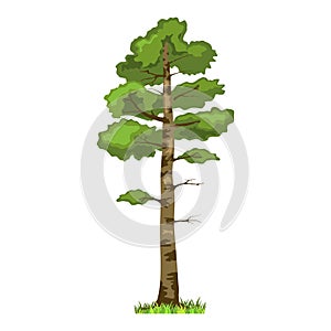 Conifer tree in four seasons - spring, summer, autumn, winter. Nature and ecology. Cartoon style Green tree illustration