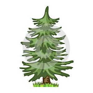 Conifer tree in four seasons - spring, summer, autumn, winter. Nature and ecology. Cartoon style Green tree illustration