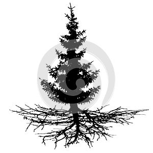 Conifer tree with roots, vector silhouette.