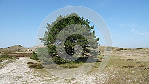 Conifer tree of the Schoorlse Duinen in North Holland, the Netherlands photo