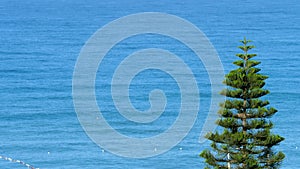 Conifer tree on sea blue water background