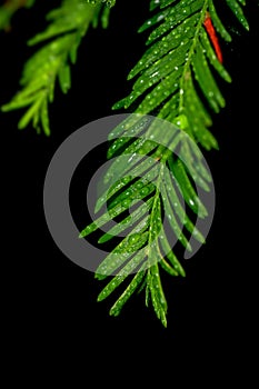 conifer tree with water droplets