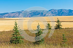 Conifer trees planted on the side of agriculture field as windbreak to provide shelter from the wind and to protect soil from