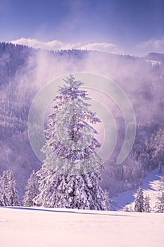 Conifer trees in winter in Black Forest, Germany