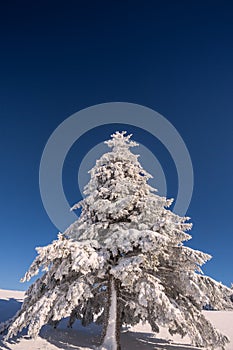 Conifer trees in winter in Black Forest, Germany