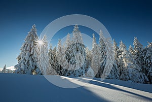 Conifer trees in winter in Black Forest, Germany