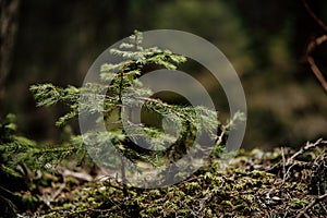 Coniferae, fir tree photo