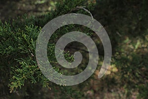 Coniferae Needles Macro photo