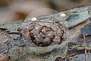 Conifercone cap grow on cone