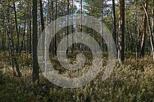Coniferous bog forest in autumn