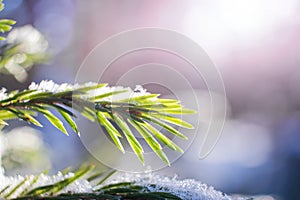 Coniferous branch close-up in winter, macro photo.