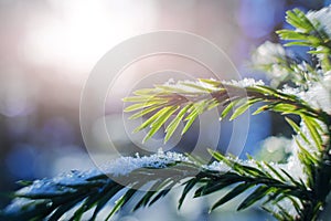 Coniferous branch close-up in winter, macro photo.