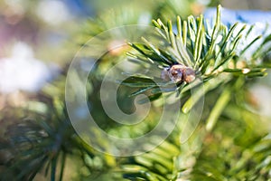 Coniferous branch close-up in winter, macro photo. photo