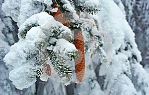 Coniferous branch with cones covered by frost and snow
