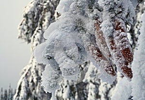 Coniferous branch with cones covered by frost and snow
