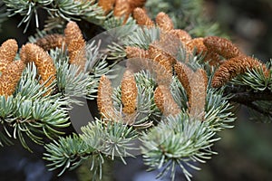 Coniferous branch with cones. Fir cones on the tree