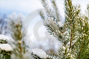 Coniferous branch covered in tiny snowflake close-up