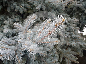 Coniferous branch pine covered with hoarfrost