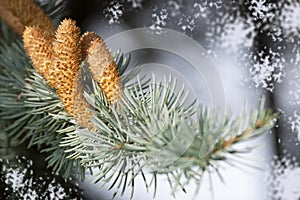 Coniferous branch with Spruce cone in soft focus