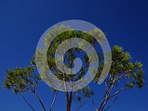 Coniferous branches on a background of blue sky