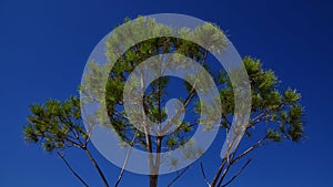 Coniferous branches on a background of blue sky